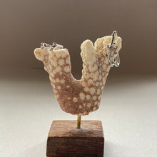画像をギャラリービューアに読み込む, サージカルステンレス・ダブル珊瑚のイヤカフ
